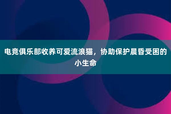 电竞俱乐部收养可爱流浪猫，协助保护晨昏受困的小生命